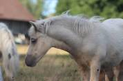 Poulain Shetland PP