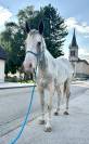Cheval Loisir
