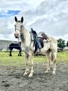 Cheval Loisir