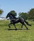 Jument Frison PP