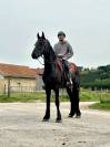 Jument Frison PP