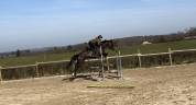 Cavalla Cavallo da Sport Irlandese In vendita 2020 Nero