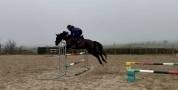 Cavalla Cavallo da Sport Irlandese In vendita 2020 Nero