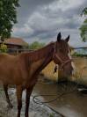 Cheval à vendre 