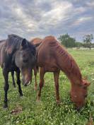 Cheval à vendre 