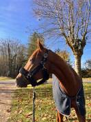Cheval à vendre 