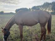 Cheval à vendre 