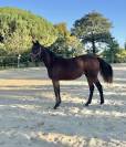 Pouliche - 1an par Qlassic Bois Margot