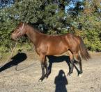 Pouliche - 1an par Qlassic Bois Margot