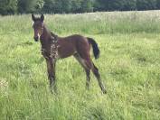 Pouliche - 1an par Qlassic Bois Margot