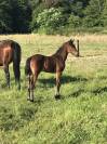 Pouliche - 1an par Qlassic Bois Margot