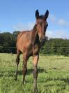 Pouliche - 1an par Qlassic Bois Margot