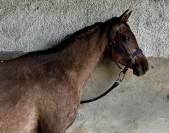 Jument 3 ans bons papiers endurance