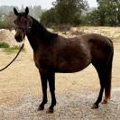 Jument 3 ans bons papiers endurance