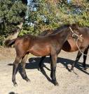 Pouliche - 6mois par Qlassic Bois Margot