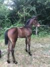 Pouliche - 6mois par Qlassic Bois Margot