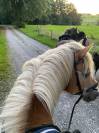Haflinger pp 12ans