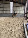 Haflinger pp 12ans