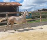 Natif des Bruneles, hongre, demi sang arabe endurance