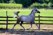 Natif des Bruneles, hongre, demi sang arabe endurance