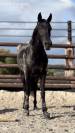 Ponette grand D ONC 6 ans 