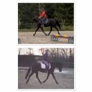 Cavalla Origine Non Constatata In vendita 2019 Nero