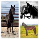 Cavalla Origine Non Constatata In vendita 2019 Nero