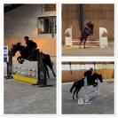 Cavalla Origine Non Constatata In vendita 2019 Nero