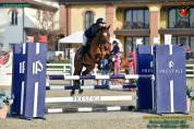 Hongre PFS Poney Français de Selle A vendre 2014 Bai