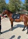 Hongre PFS Poney Français de Selle A vendre 2014 Bai