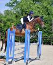 Hongre PFS Poney Français de Selle A vendre 2014 Bai