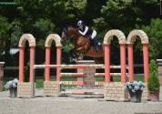 Hongre PFS Poney Français de Selle A vendre 2014 Bai