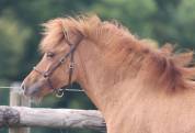 Veulen (vr) Shetland Te koop 2024 Wildkleur ,  HIP HIP HIP DES ISLES
