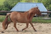 Veulen (vr) Shetland Te koop 2024 Wildkleur ,  HIP HIP HIP DES ISLES