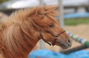 Veulen (vr) Shetland Te koop 2024 Wildkleur ,  HIP HIP HIP DES ISLES