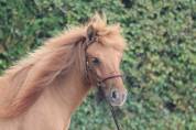 Veulen (vr) Shetland Te koop 2024 Wildkleur ,  HIP HIP HIP DES ISLES