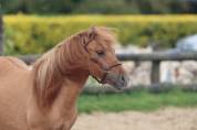 Veulen (vr) Shetland Te koop 2024 Wildkleur ,  HIP HIP HIP DES ISLES