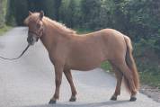 Veulen (vr) Shetland Te koop 2024 Wildkleur ,  HIP HIP HIP DES ISLES