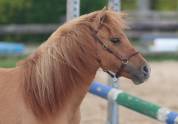 Veulen (vr) Shetland Te koop 2024 Wildkleur ,  HIP HIP HIP DES ISLES