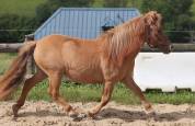 Veulen (vr) Shetland Te koop 2024 Wildkleur ,  HIP HIP HIP DES ISLES