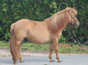 Veulen (vr) Shetland Te koop 2024 Wildkleur ,  HIP HIP HIP DES ISLES