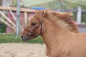 Veulen (vr) Shetland Te koop 2024 Wildkleur ,  HIP HIP HIP DES ISLES
