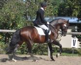 ETALON LUSITANIEN GP dressage