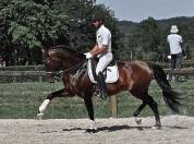 ETALON LUSITANIEN GP dressage