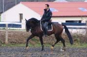 ETALON LUSITANIEN GP dressage