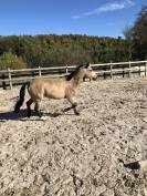 Ponette OC 7ans