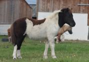 Potranca Shetland En venta 2025 Pío por Fly dream des isles