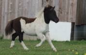 Potranca Shetland En venta 2025 Pío por Fly dream des isles
