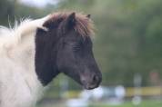 Potranca Shetland En venta 2025 Pío por Fly dream des isles