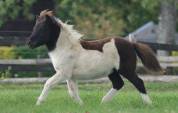 Potranca Shetland En venta 2025 Pío por Fly dream des isles